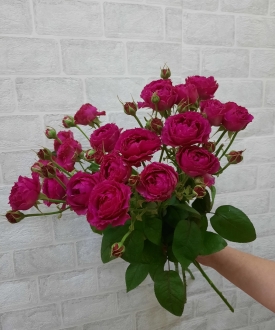 Кустовая роза "Бомбастик" 50см
